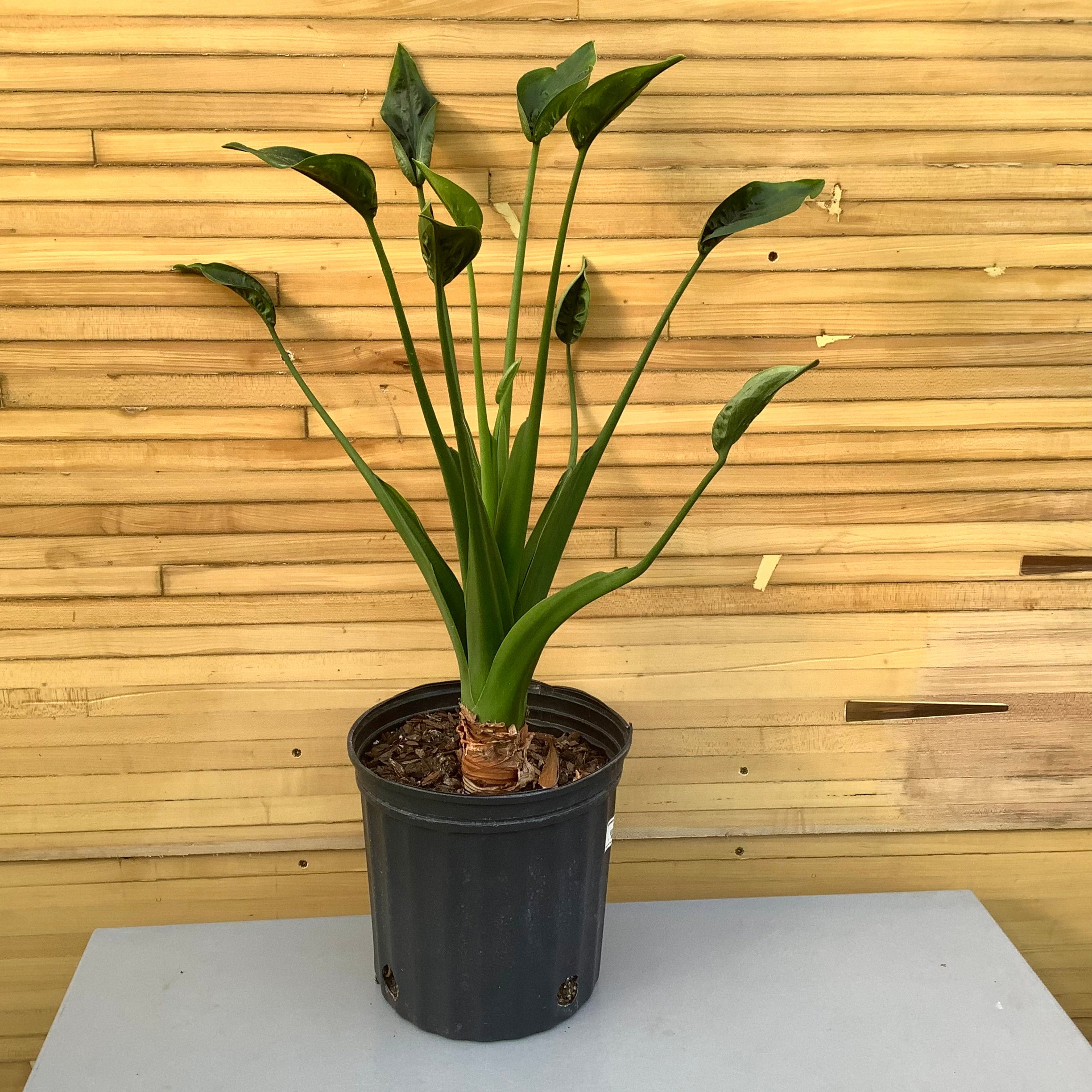 indoor liquid plant food Miracle-Gro® - Liquid Indoor Plant Food main image 1