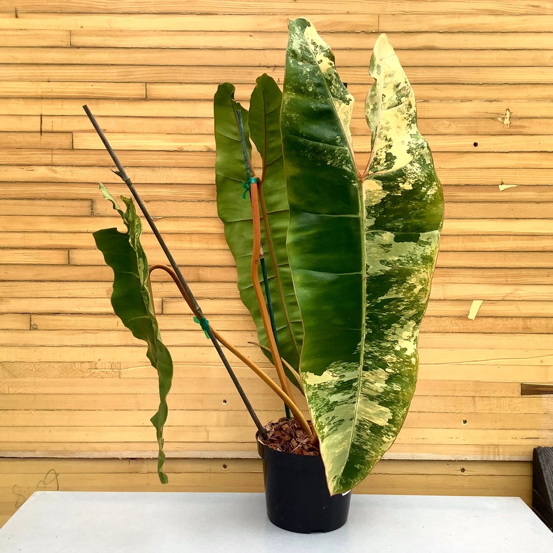 Variegated Philodendron Billietiae | Down to Earth | Houseplants