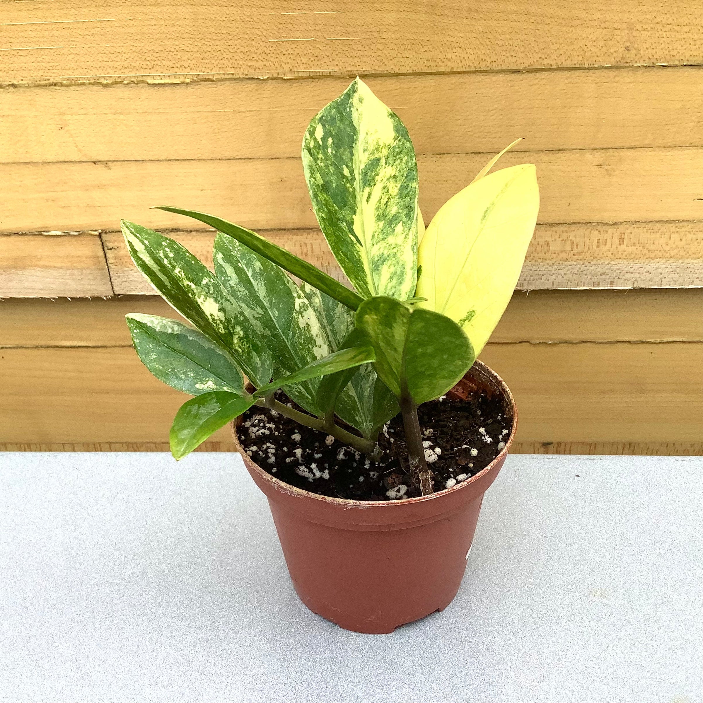 Variegated ZZ Plant | Down to Earth | Houseplants | Down to Earth