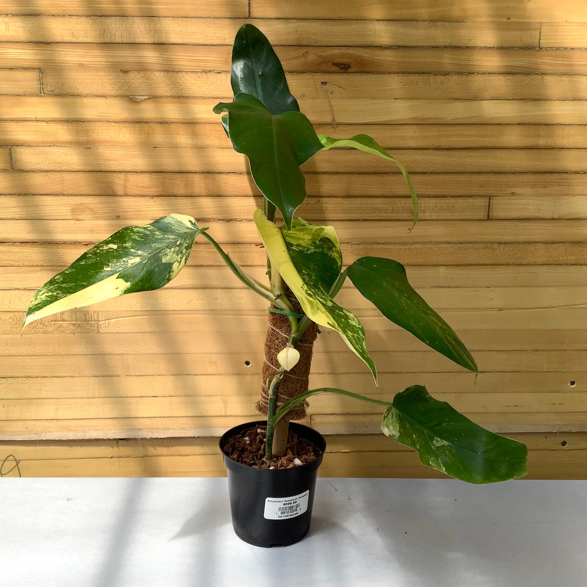 Philodendron Domesticum | Down to Earth | Houseplants | Down to Earth