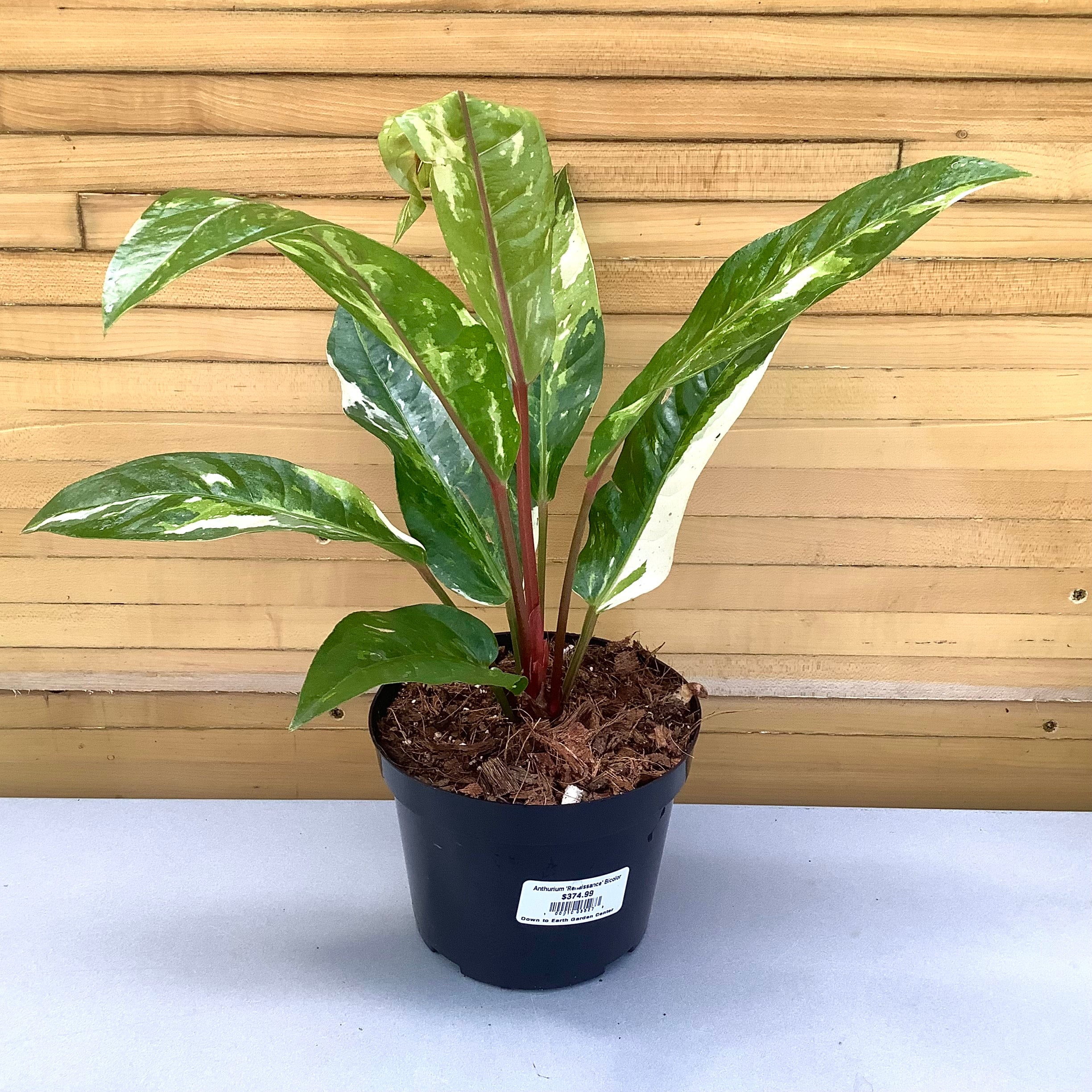 アンスリウム ルネッサンス バリエガータ アンスリウム ルネッサンス