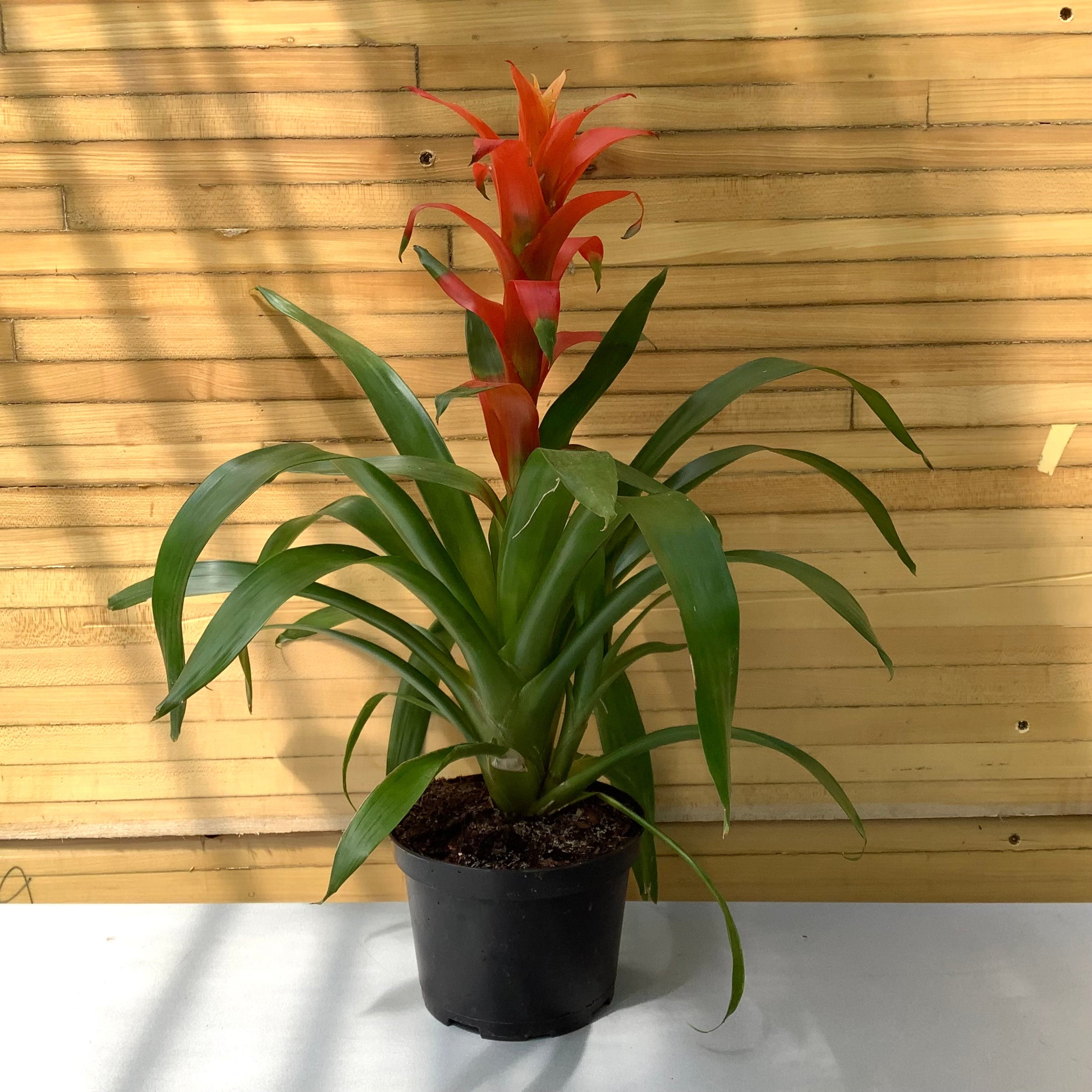 Bromeliad | Down to Earth | Houseplants | Down to Earth