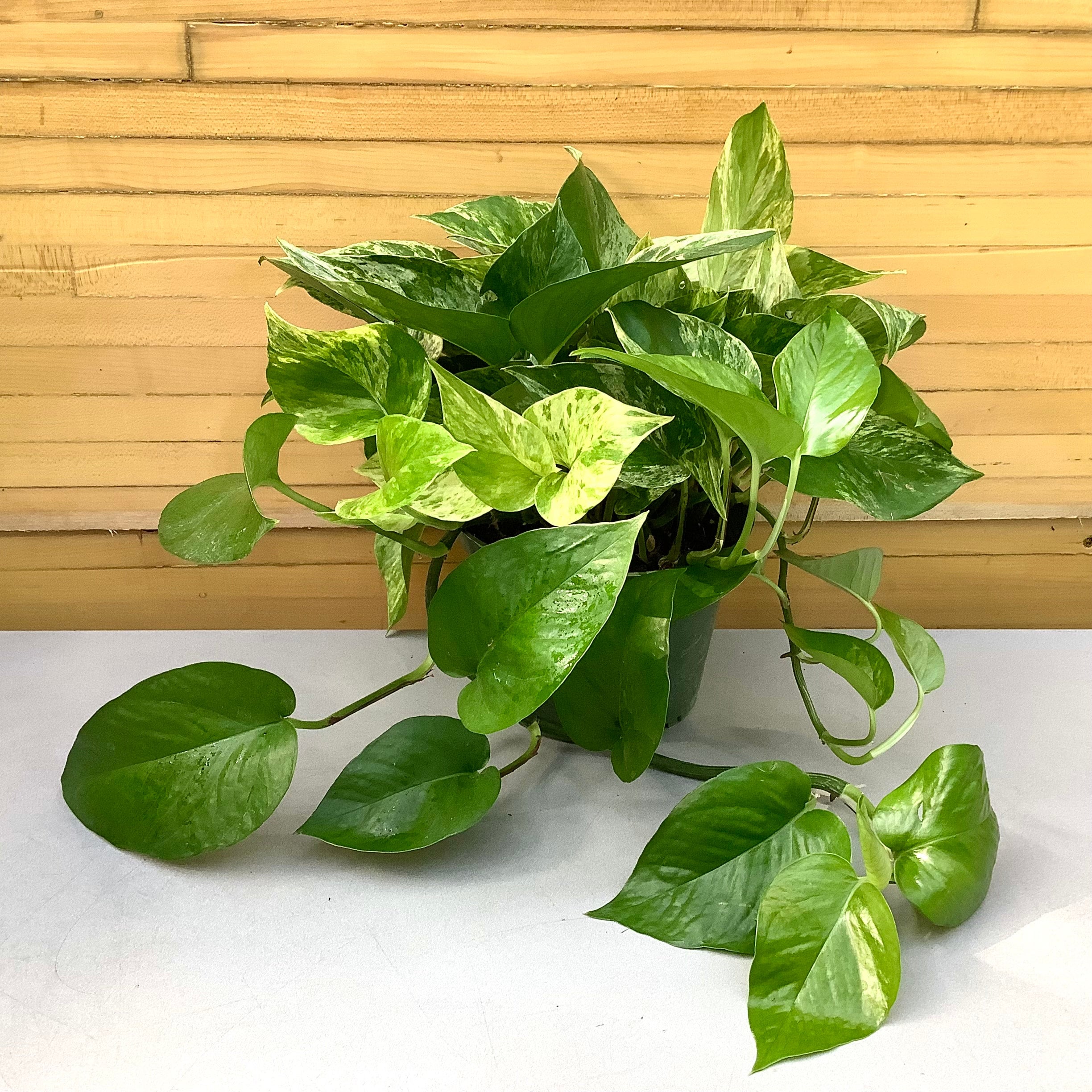 Golden Pothos | Down to Earth | Houseplants | Down to Earth
