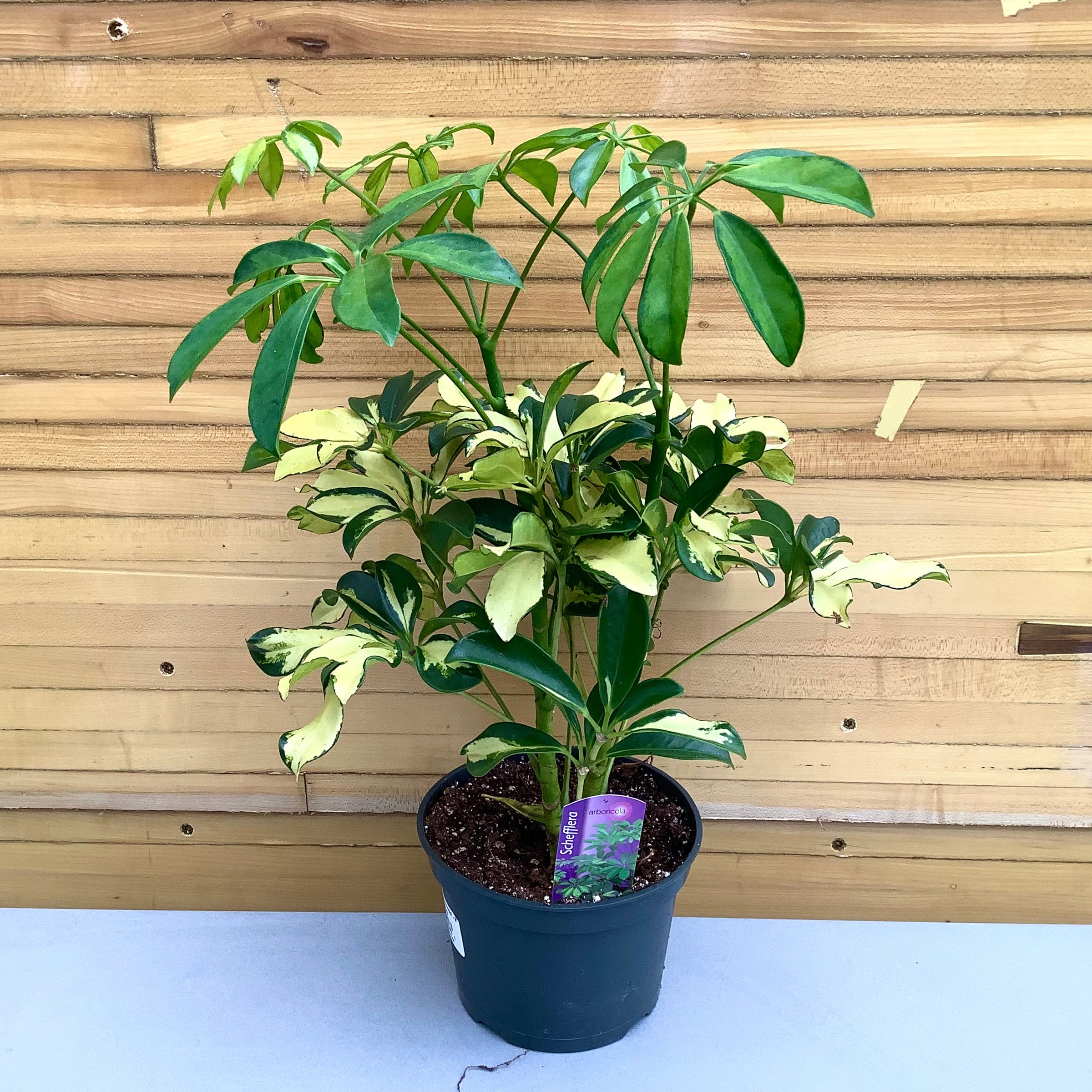 arboricola schefflera how big does it get Schefflera arboricola 6in Umbrella Tree main image 0