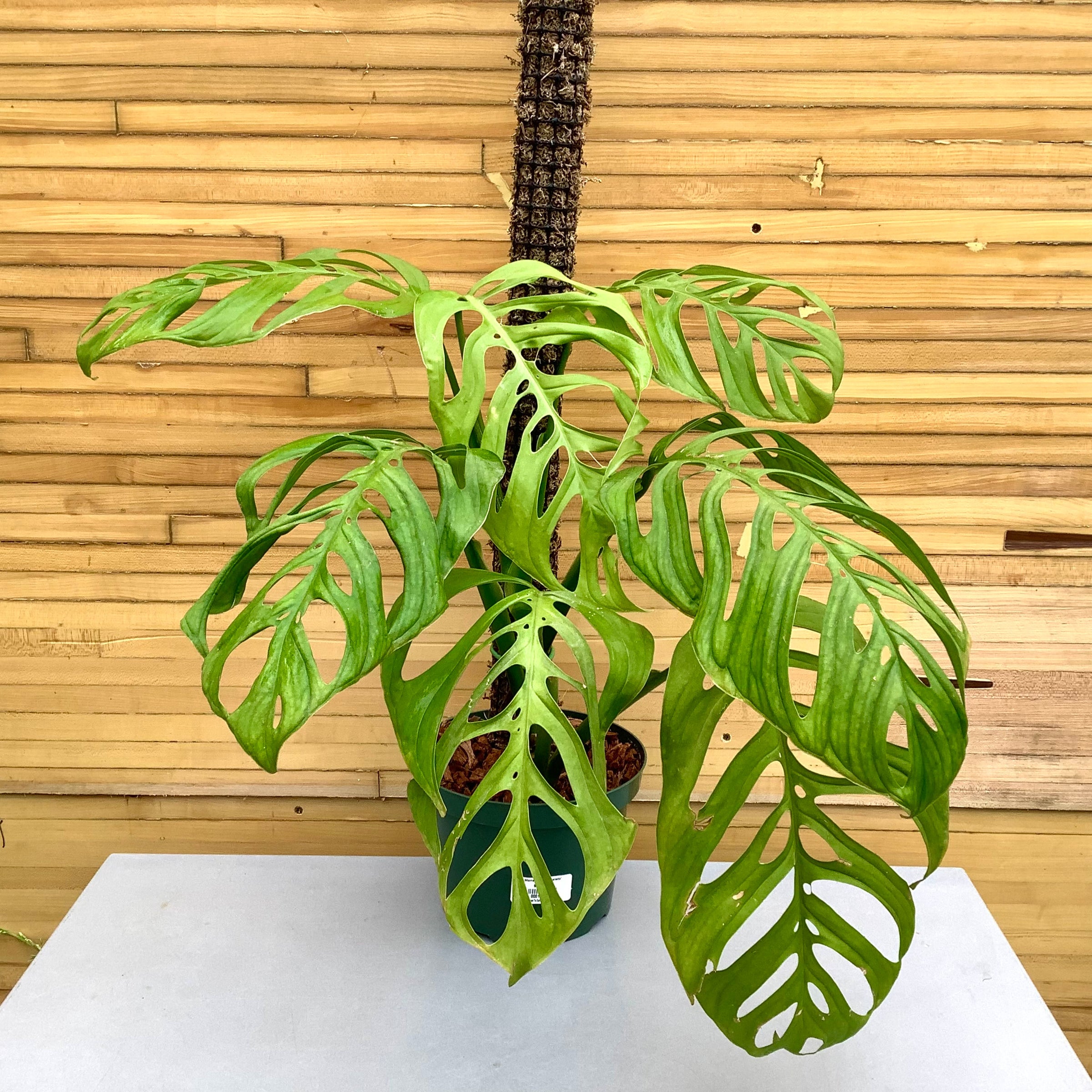 限定1 Monstera Skeleton トップカット Monstera Esqueleto | Down to Earth | Houseplants | Down to Earth
