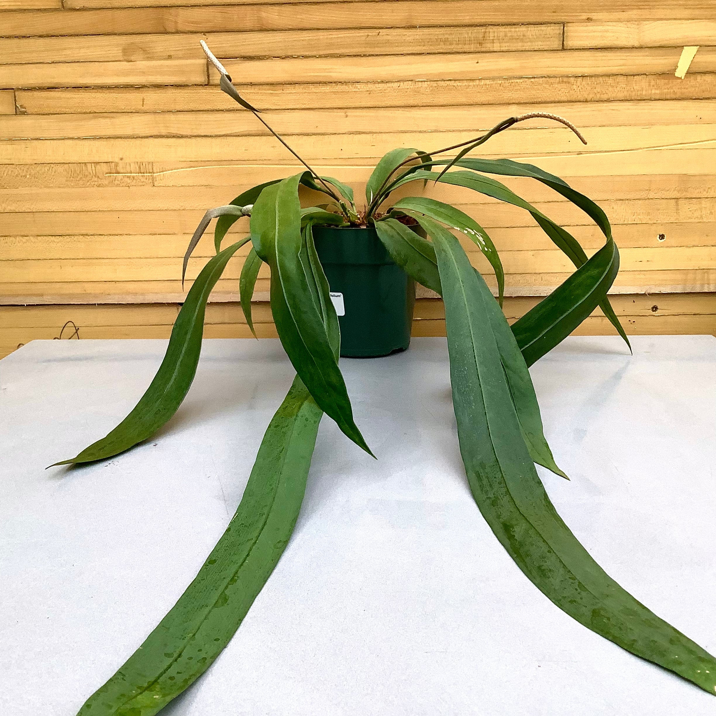 Anthurium Vittarifolium | Down to Earth | Houseplants | Down to Earth