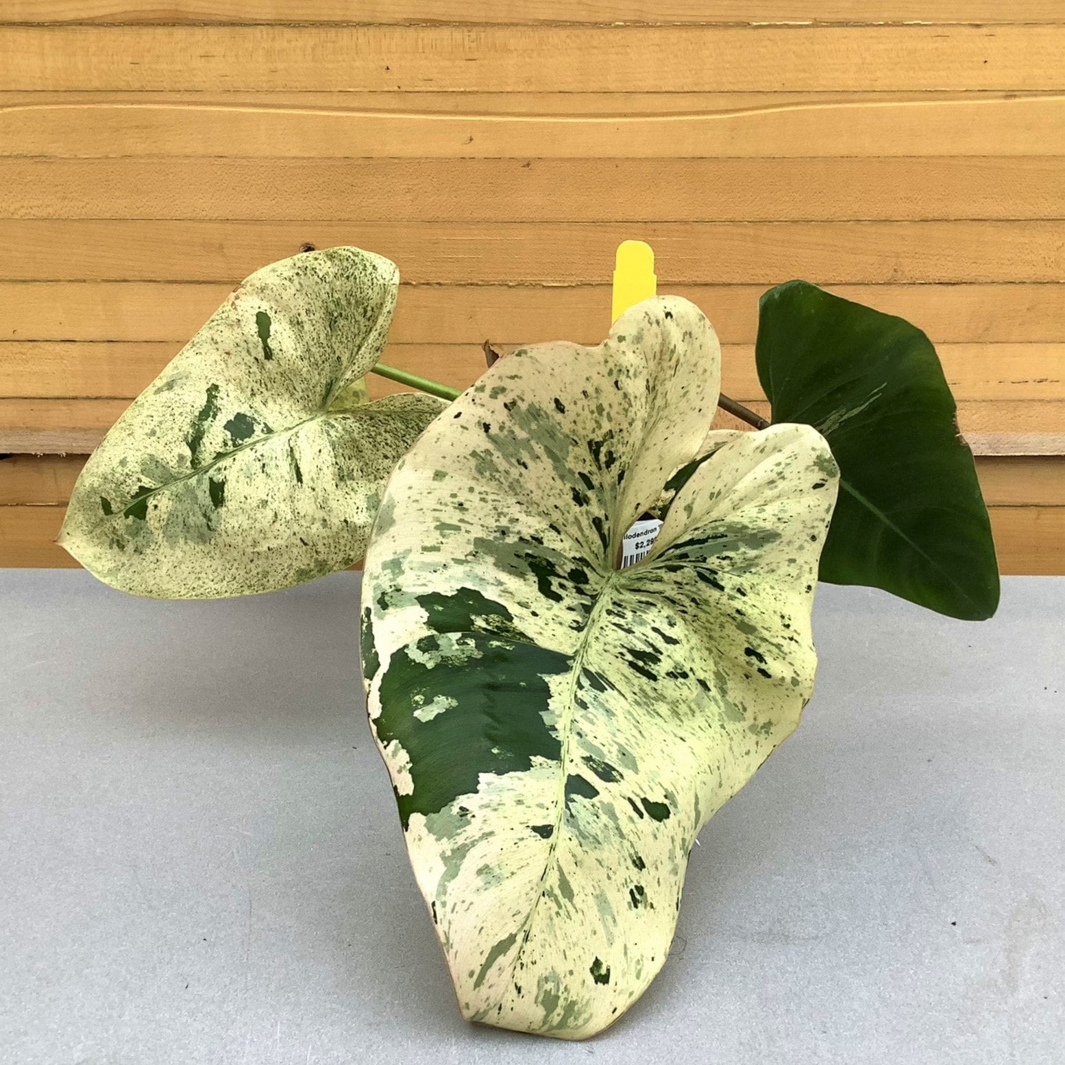 Philodendron Ilsemanii | Down to Earth | Houseplants | Down to Earth