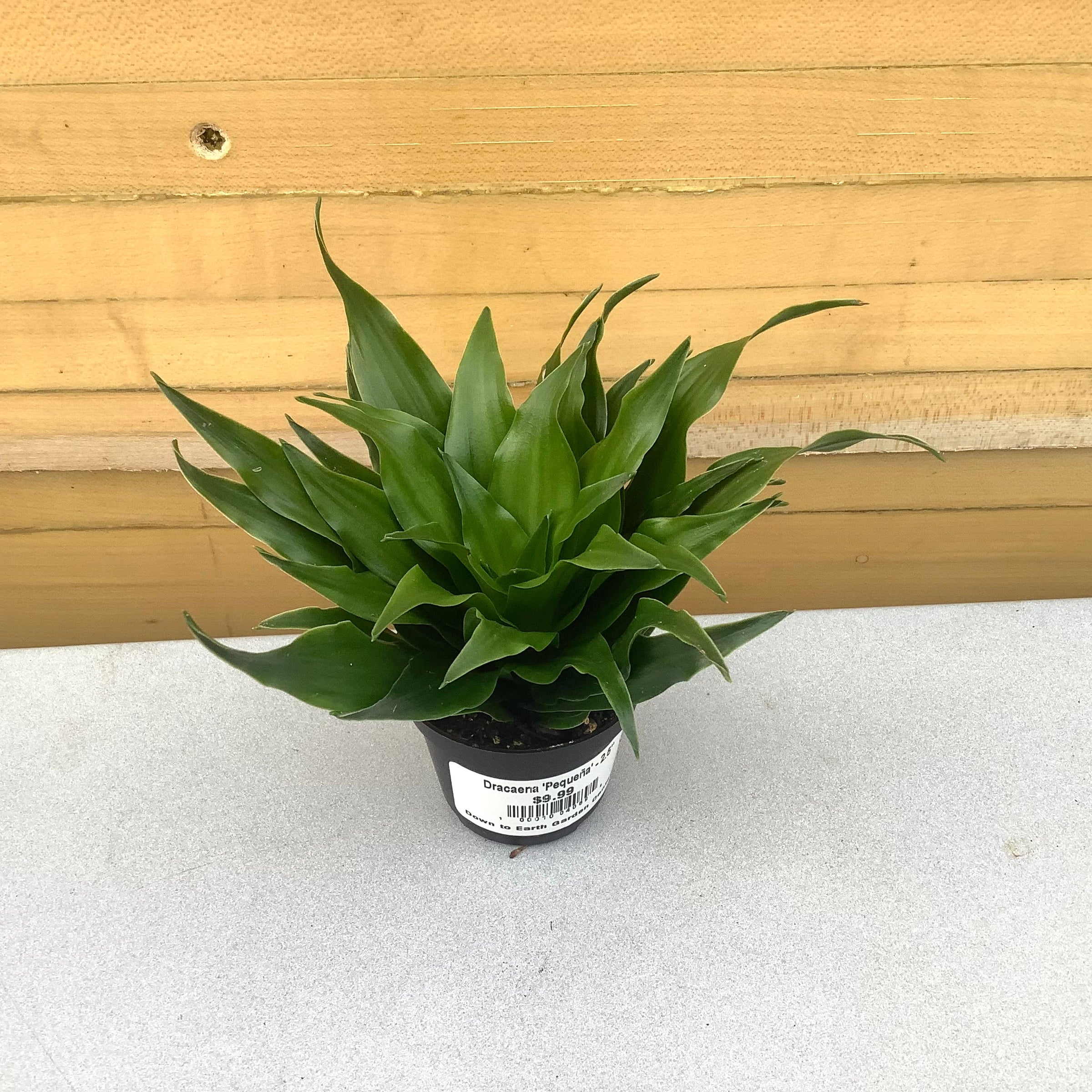 drachenbaum gelbe blätter Dracaena Marginata Sunray kaufen – tropische Zimmerpflanze mit Farbakzent –  MyZimmerpflanze.de