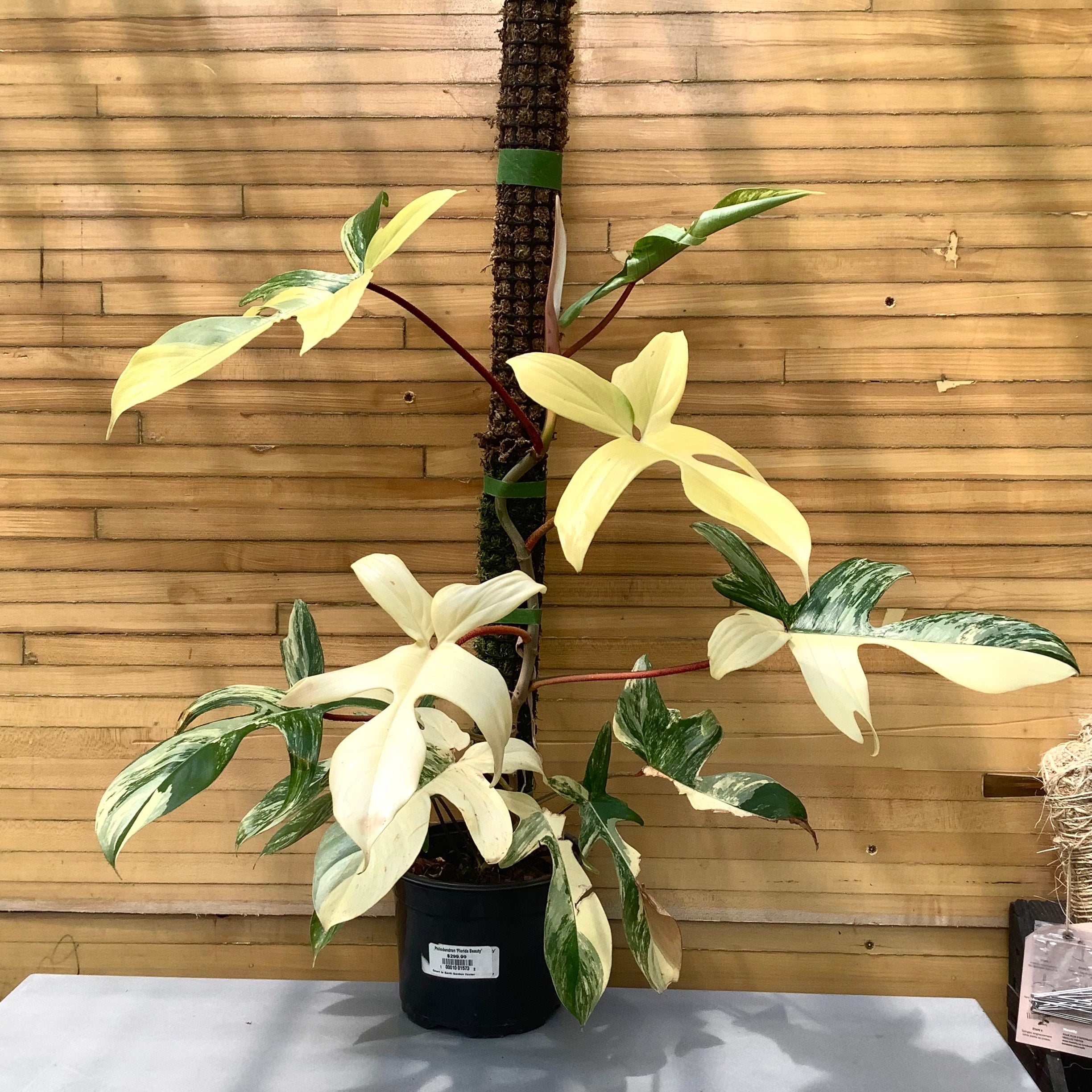 フィロデンドロン フロリダビューティー 斑入り philodendron Florida