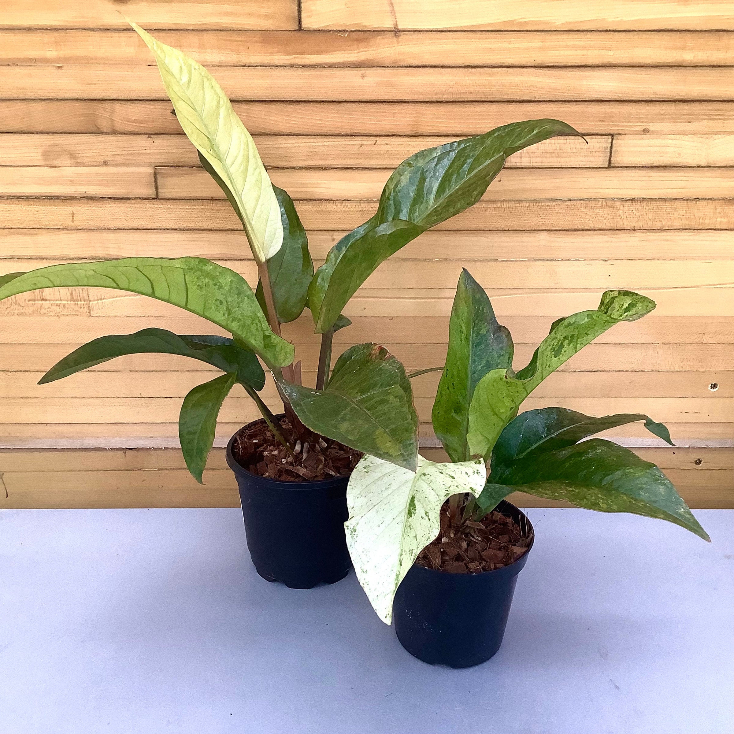 Anthurium Renaissance Tricolor | Down to Earth | Houseplants