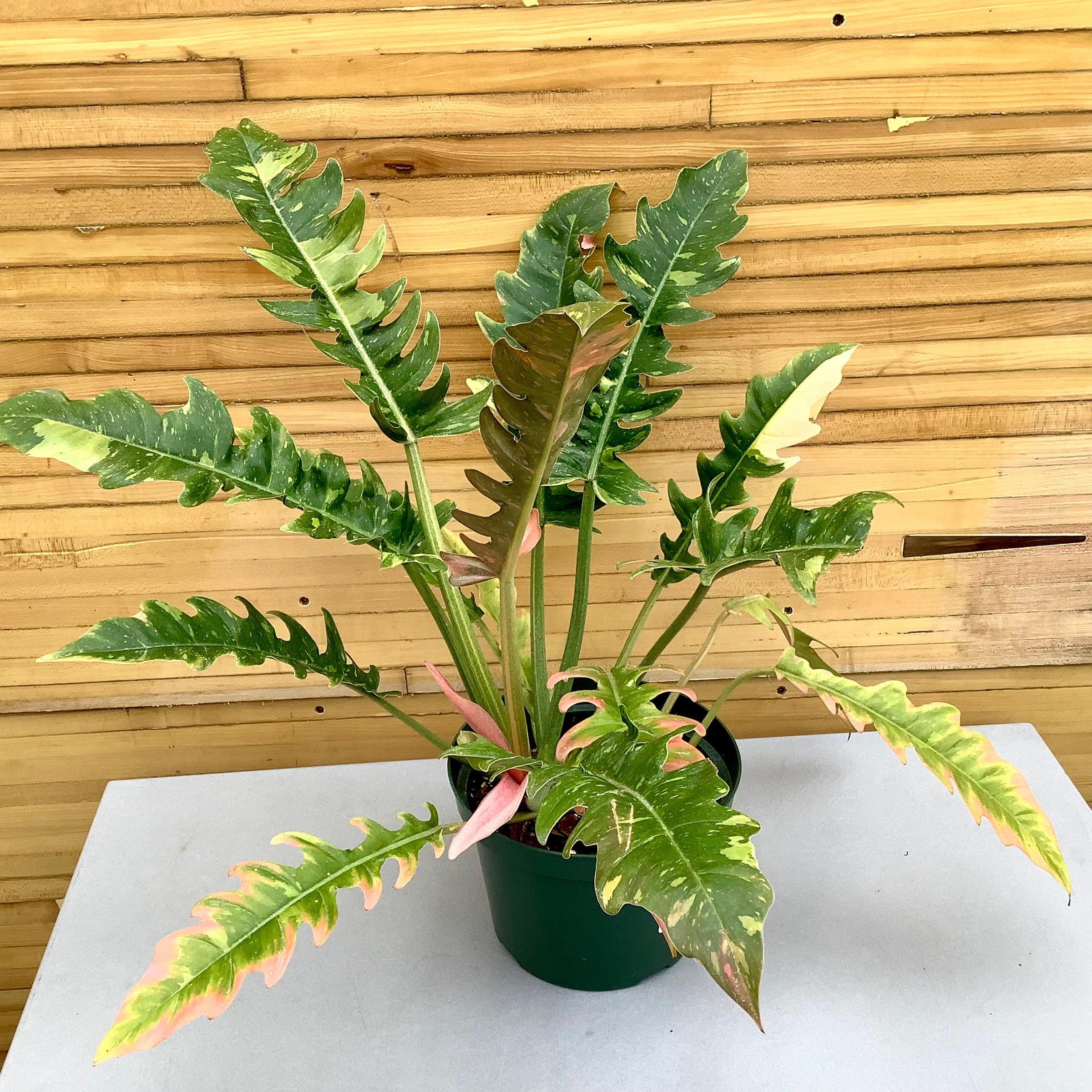 Philodendron | Down to Earth | Houseplants