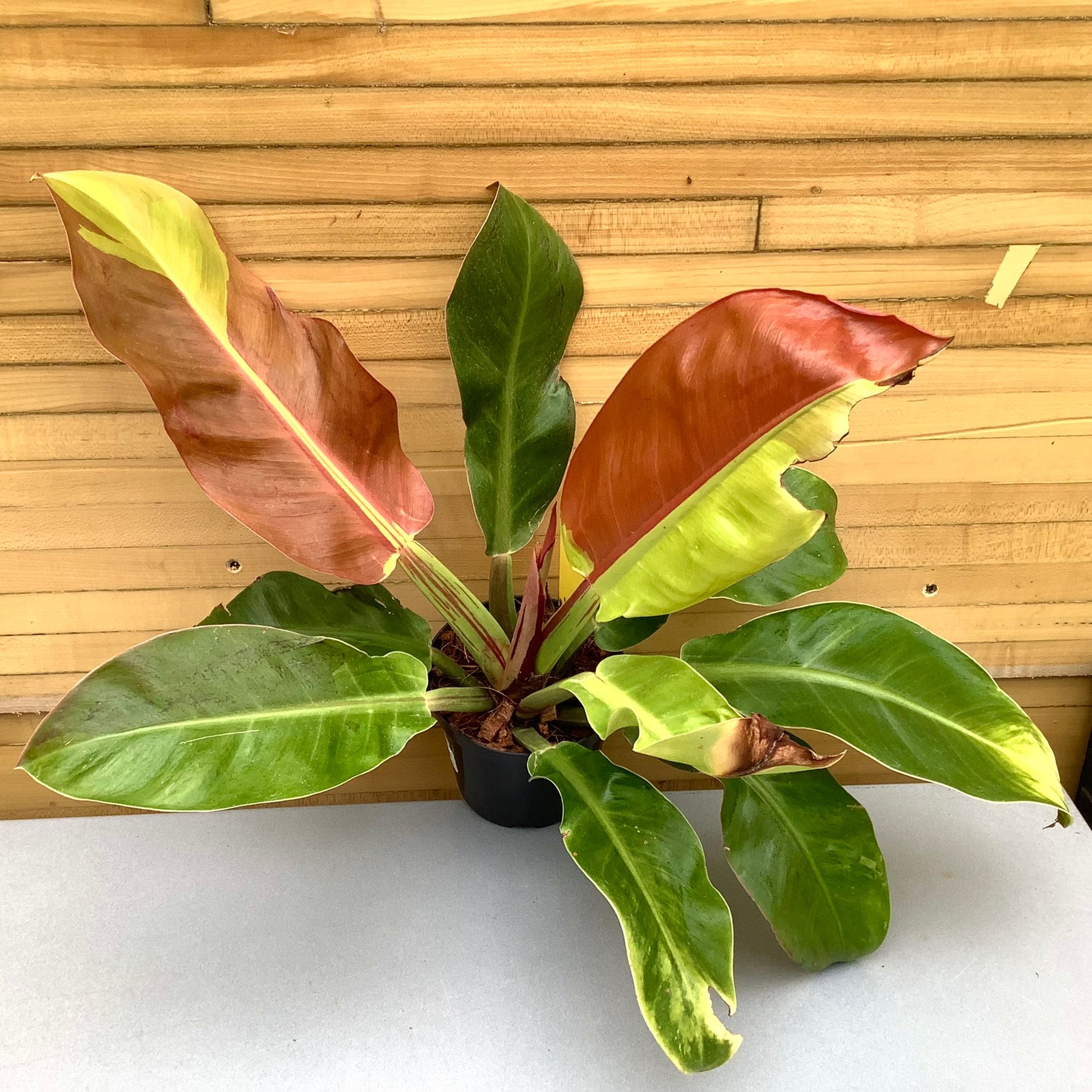 Red Moon Philodendron | Down to Earth | Houseplants