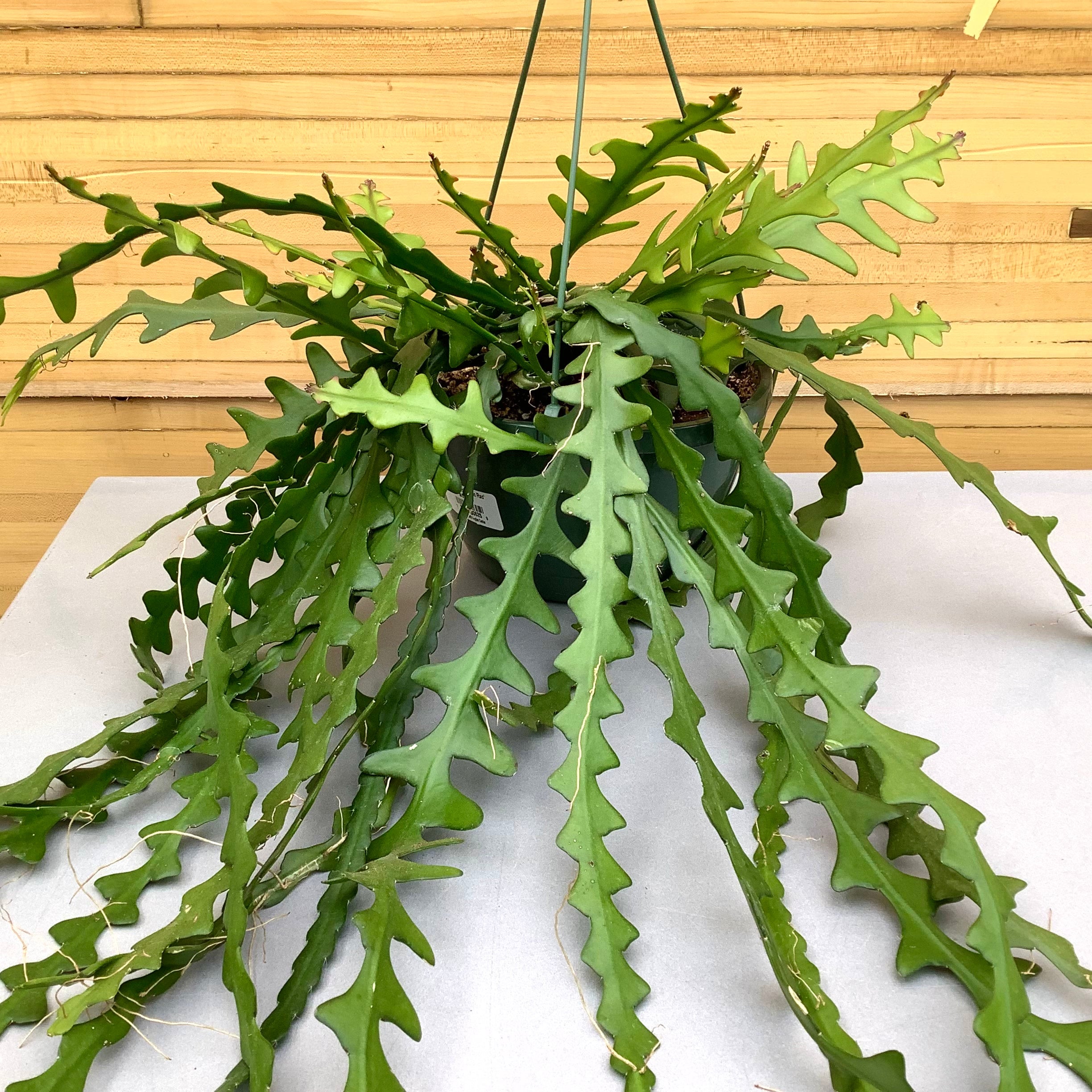 Ric Rac Orchid Cactus Down to Earth Houseplants Down to Earth