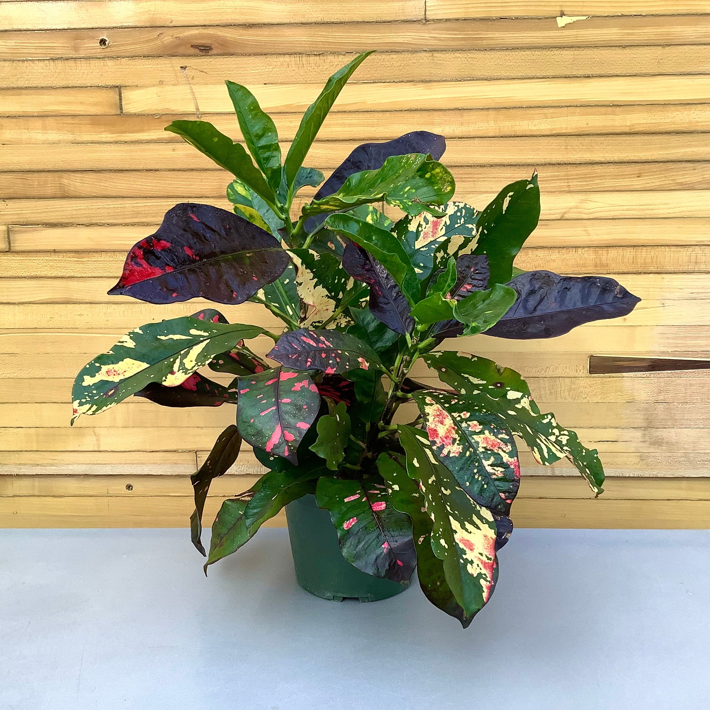 Croton Sloppy Painter