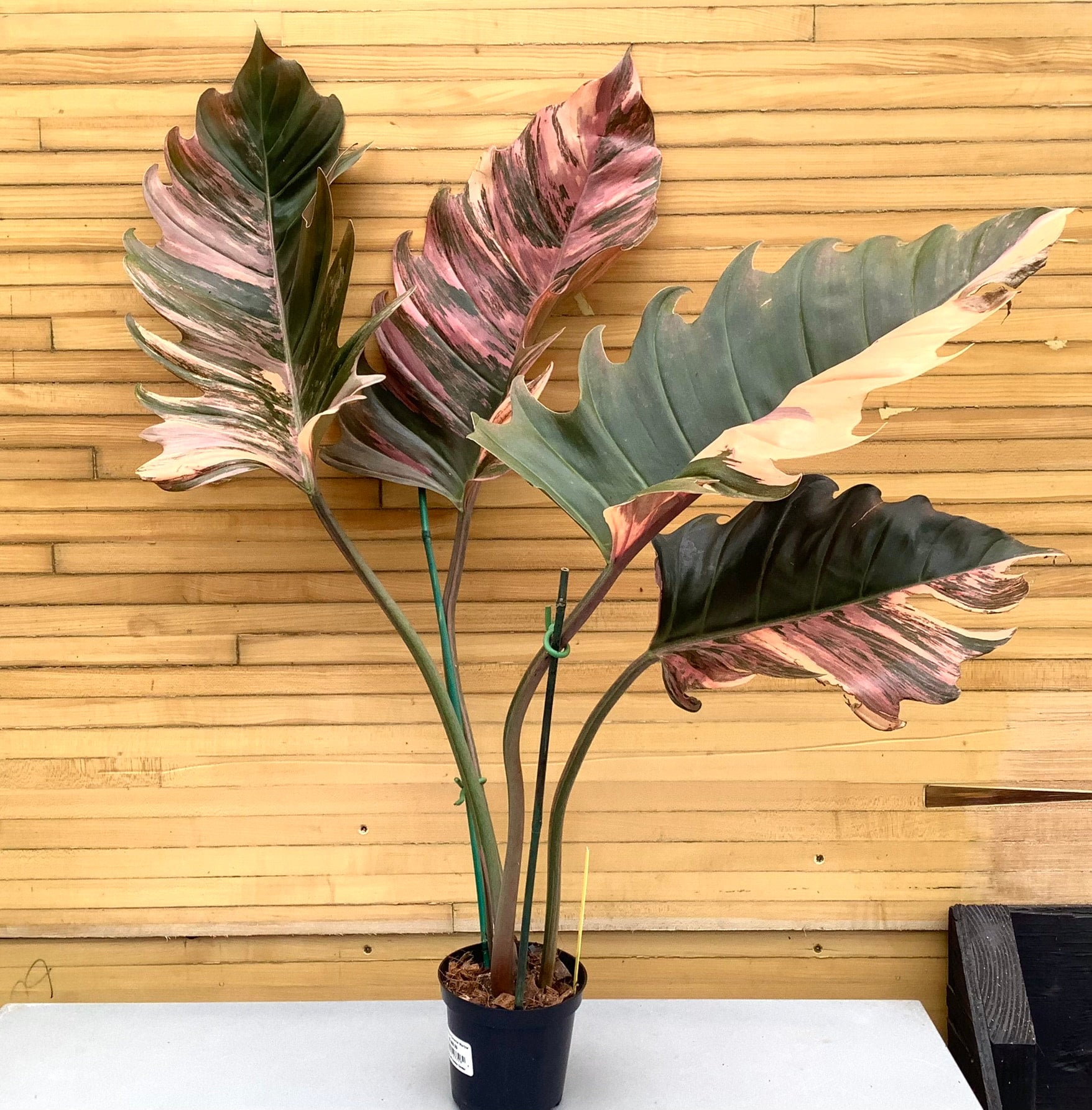 Philodendron Caramel Marble | Down to Earth | Houseplants | Down to Earth